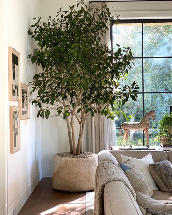 living room featuring a large  tree in a ceramic planter.